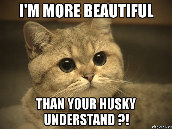 i'm more beautiful than your husky understand ?!, Мем Пидрила ебаная котик