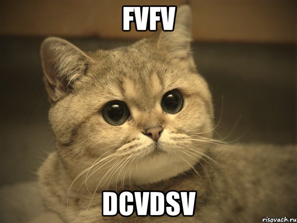 fvfv dcvdsv, Мем Пидрила ебаная котик