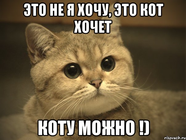 это не я хочу, это кот хочет коту можно !), Мем Пидрила ебаная котик