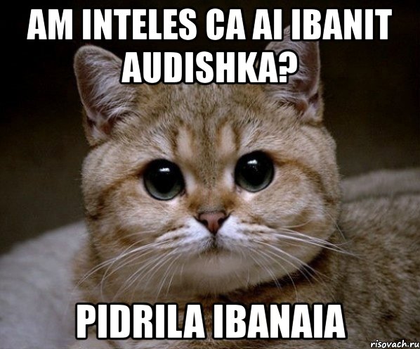 am inteles ca ai ibanit audishka? pidrila ibanaia, Мем Пидрила Ебаная