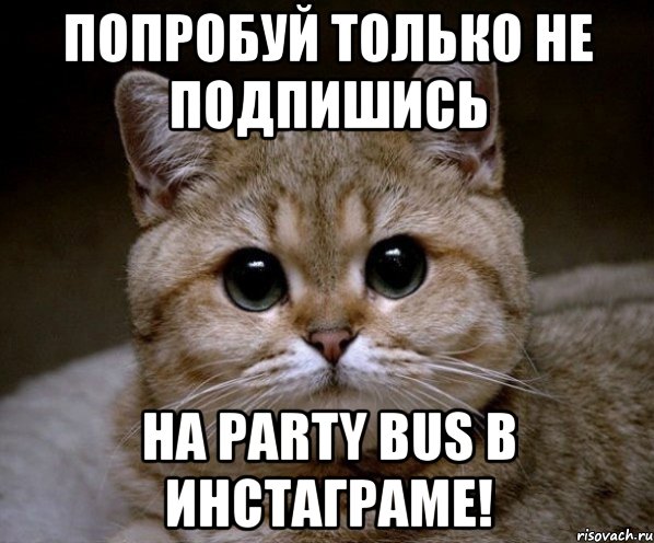 попробуй только не подпишись на party bus в инстаграме!, Мем Пидрила Ебаная