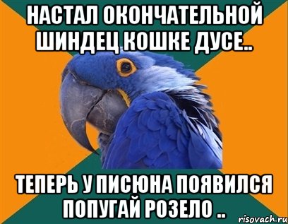 настал окончательной шиндец кошке дусе.. теперь у писюна появился попугай розело .., Мем Попугай параноик