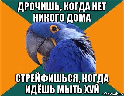 дрочишь, когда нет никого дома стрейфишься, когда идёшь мыть хуй, Мем Попугай параноик