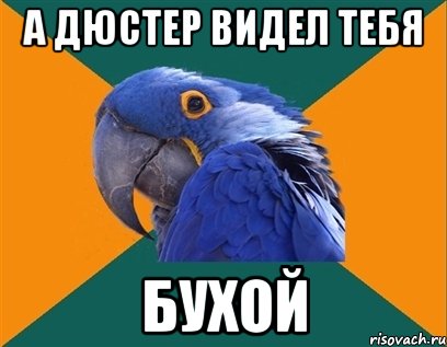 а дюстер видел тебя бухой, Мем Попугай параноик