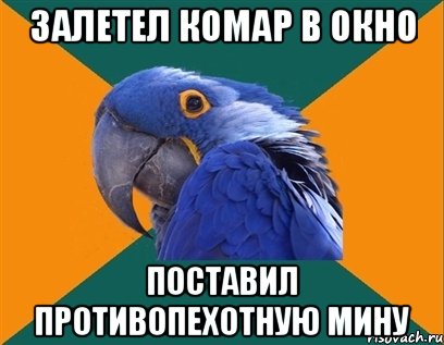 залетел комар в окно поставил противопехотную мину, Мем Попугай параноик