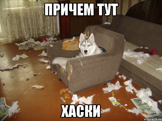 причем тут хаски, Мем Причем тут хаски