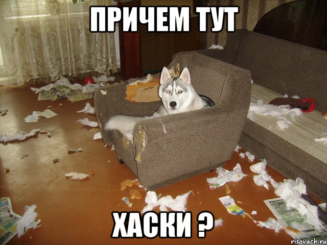 причем тут хаски ?, Мем Причем тут хаски