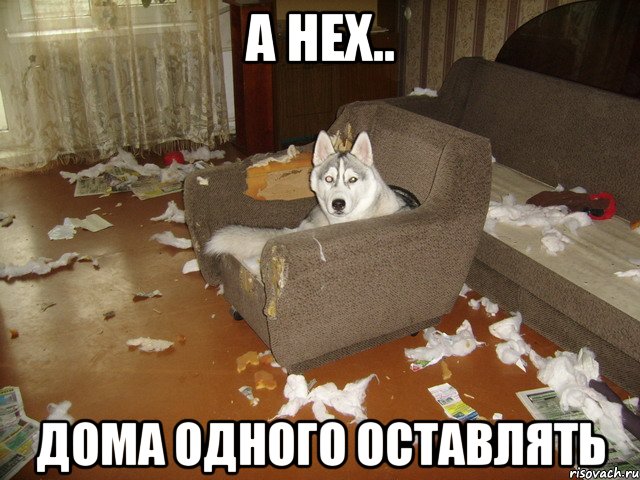 а нех.. дома одного оставлять, Мем Причем тут хаски