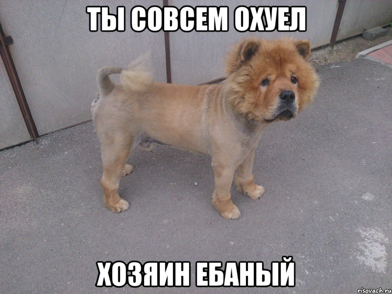 ты совсем охуел хозяин ебаный, Мем пёсэ
