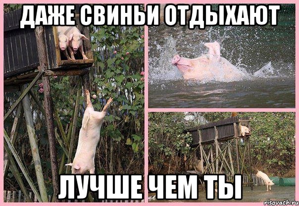 даже свиньи отдыхают лучше чем ты, Мем Свиньи