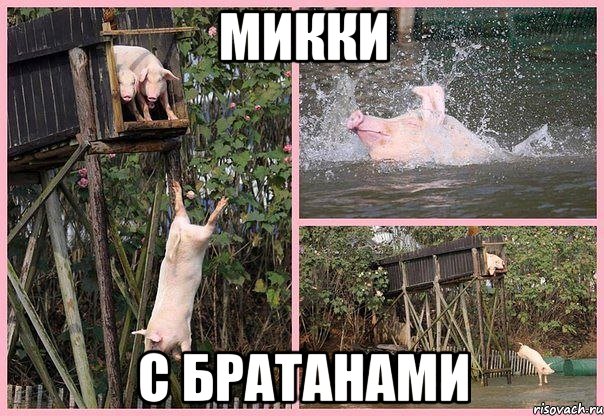 микки с братанами, Мем Свиньи