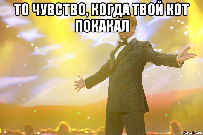то чувство, когда твой кот покакал , Мем Тони Старк (Роберт Дауни младший)
