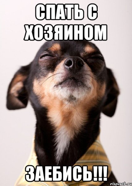 спать с хозяином заебись!!!, Мем Тойчик