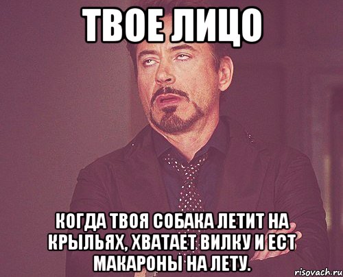 твое лицо когда твоя собака летит на крыльях, хватает вилку и ест макароны на лету., Мем твое выражение лица