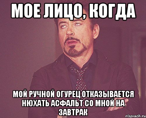мое лицо, когда мой ручной огурец отказывается нюхать асфальт со мной на завтрак, Мем твое выражение лица
