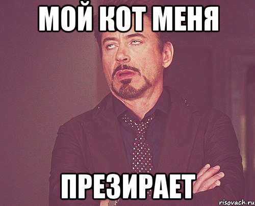 мой кот меня презирает, Мем твое выражение лица