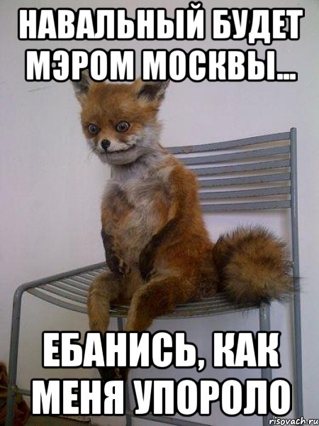 навальный будет мэром москвы... ебанись, как меня упороло, Мем Упоротая лиса