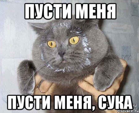 пусти меня пусти меня, сука, Мем в сметане
