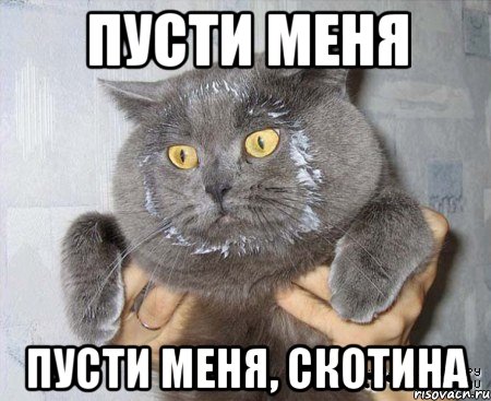 пусти меня пусти меня, скотина, Мем в сметане