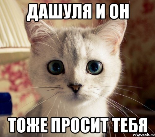 дашуля и он тоже просит тебя, Мем все  котейки  просто прекрасны 