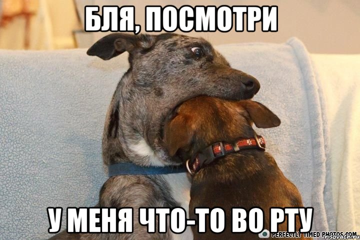 бля, посмотри у меня что-то во рту, Мем ЫФВФЫВ
