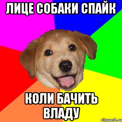 лице собаки спайк коли бачить владу, Мем Advice Dog