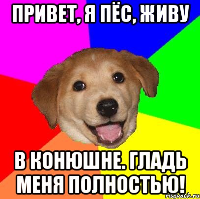 привет, я пёс, живу в конюшне. гладь меня полностью!, Мем Advice Dog