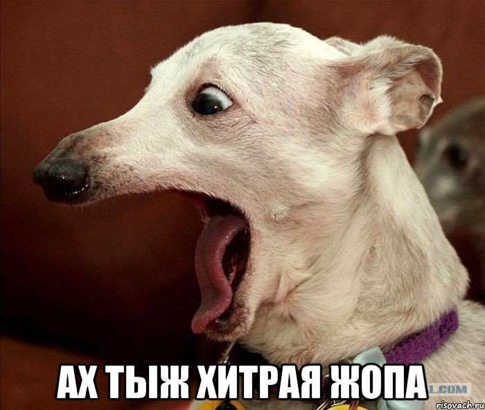 ах тыж хитрая жопа