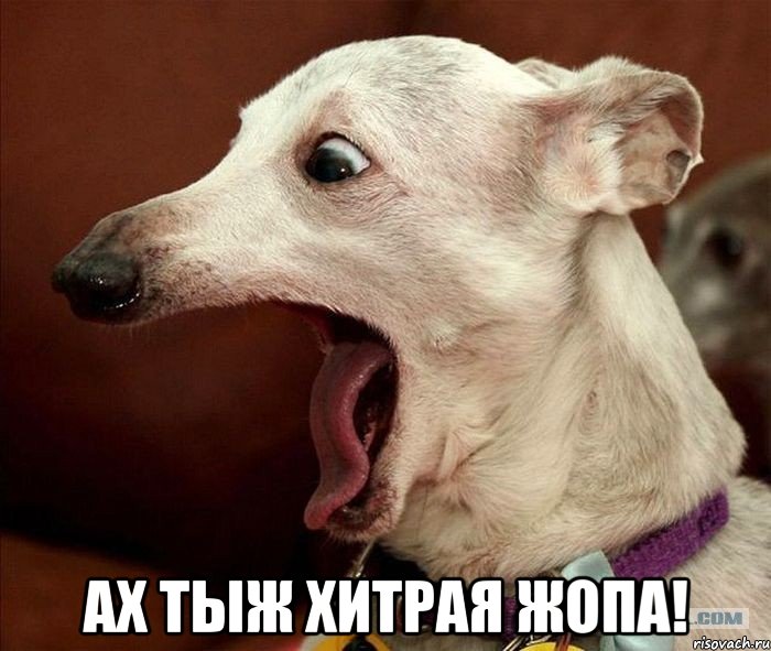  ах тыж хитрая жопа!