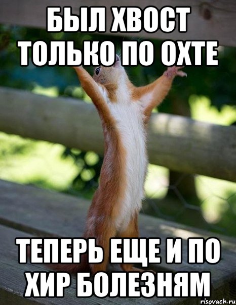 был хвост только по охте теперь еще и по хир болезням, Мем    белка молится