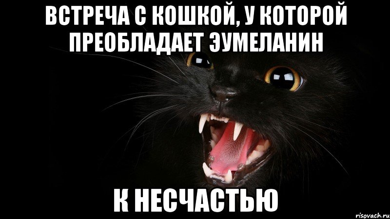 Мем про черную кошку