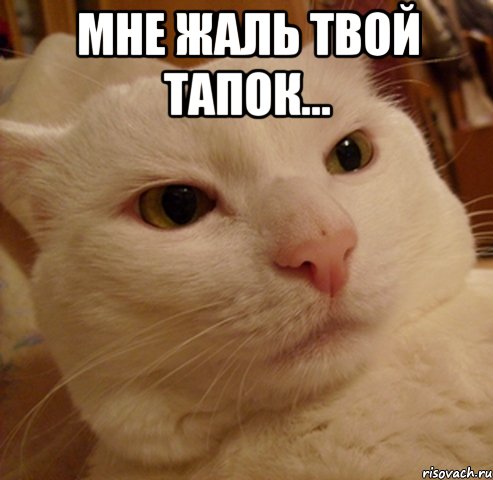 мне жаль твой тапок... 