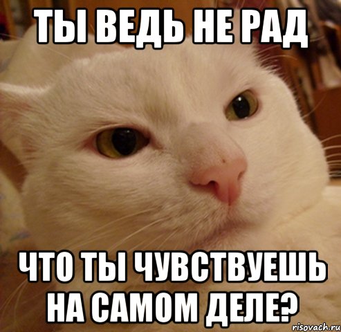 ты ведь не рад что ты чувствуешь на самом деле?, Мем Дерзкий котэ