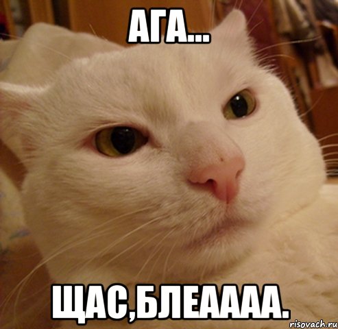 ага... щас,блеаааа., Мем Дерзкий котэ
