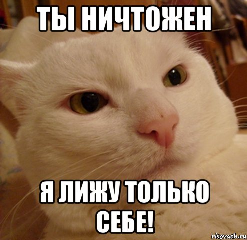 ты ничтожен я лижу только себе!, Мем Дерзкий котэ