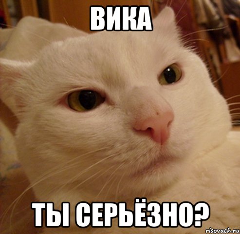 вика ты серьёзно?, Мем Дерзкий котэ