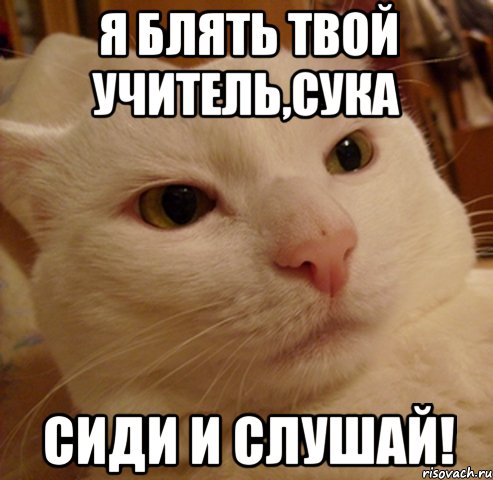 я блять твой учитель,сука сиди и слушай!, Мем Дерзкий котэ