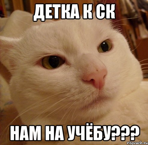 детка к ск нам на учёбу???, Мем Дерзкий котэ