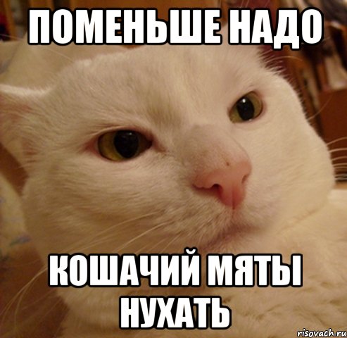 поменьше надо кошачий мяты нухать, Мем Дерзкий котэ