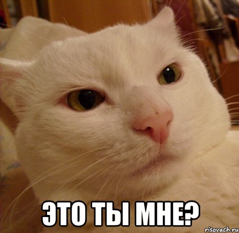  это ты мне?, Мем Дерзкий котэ