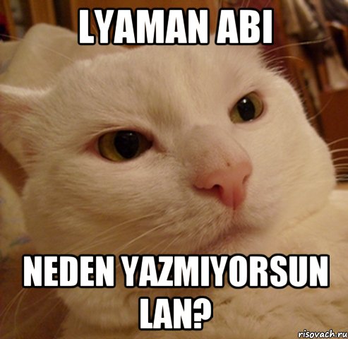lyaman abi neden yazmiyorsun lan?, Мем Дерзкий котэ
