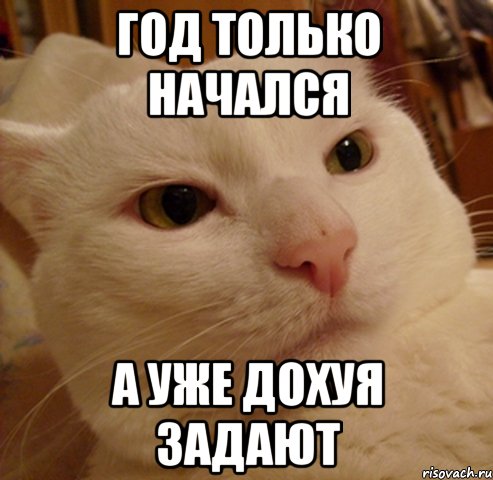 год только начался а уже дохуя задают, Мем Дерзкий котэ