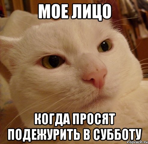 мое лицо когда просят подежурить в субботу, Мем Дерзкий котэ