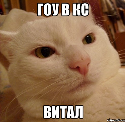 гоу в кс витал, Мем Дерзкий котэ