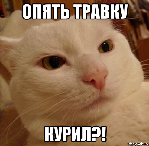 опять травку курил?!, Мем Дерзкий котэ