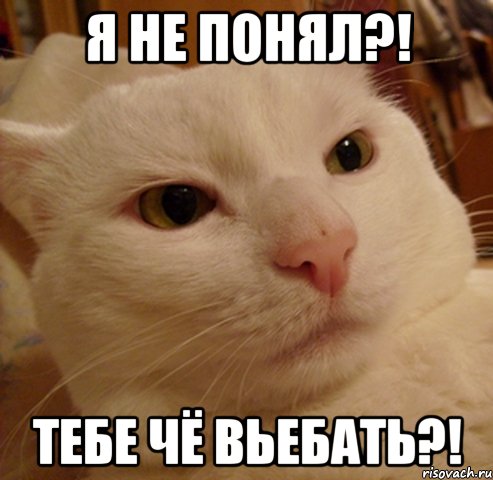 я не понял?! тебе чё вьебать?!, Мем Дерзкий котэ
