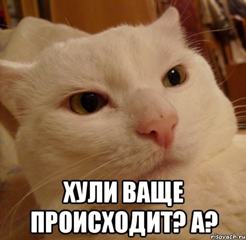  хули ваще происходит? а?
