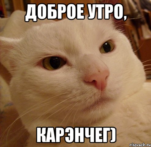 доброе утро, карэнчег), Мем Дерзкий котэ