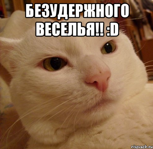 безудержного веселья!! :d , Мем Дерзкий котэ