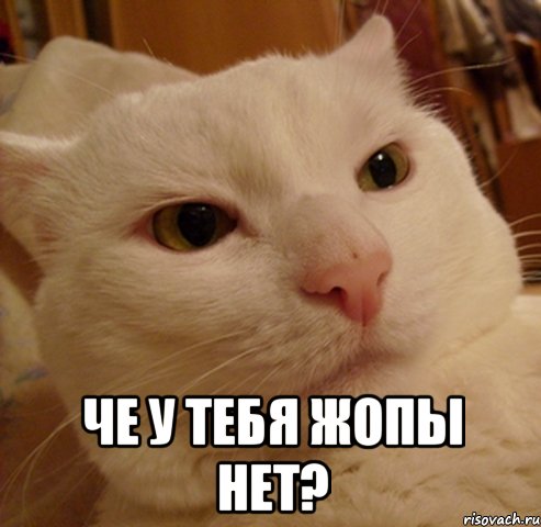  че у тебя жопы нет?